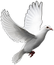 White Dove in Flight graphic